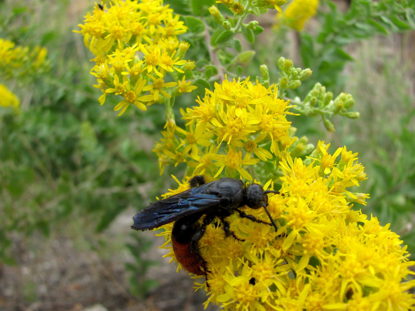 Bug and blooms